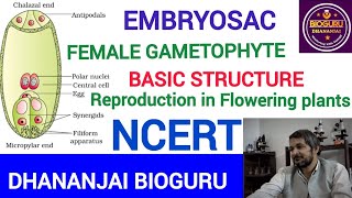 Structural Description of Female Gametocyte Embryo SacNEETNCERT [upl. by Gauldin860]