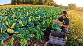 Starting A NEW Cabbage Field [upl. by Knah]