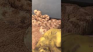 Venomous Desert horned Viper snake SUPER FAST strike KILLS HUGE RAT instantly [upl. by Jeffery]