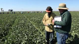 How We Grow Our California Cantaloupes [upl. by Talbert841]