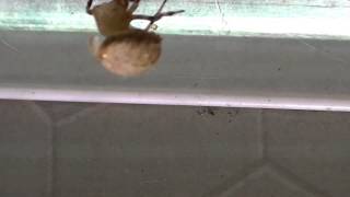 Barn Spider Molting Uneditted Araneus Sp [upl. by Enialahs756]