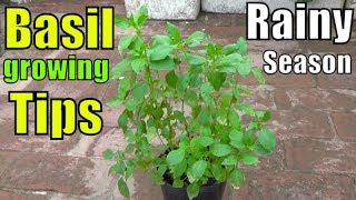 Tulsi Basil Plant Over Watering and Fast Growing Tips [upl. by Enyamrahc]