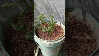 Potato plants 10 day later😍 indianfarmer phoolpatte gardening indianterracegardening viralshort [upl. by Nirret398]