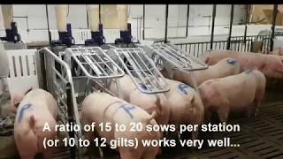 Group Housing in Gestation for Sows [upl. by Anaik]