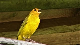 Canto Para Esquentar o Canário da Terra  Gravado ao Vivo na Natureza ✔ [upl. by Carn]