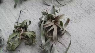 How to Change Your Air Plants Appearance [upl. by Marrissa78]