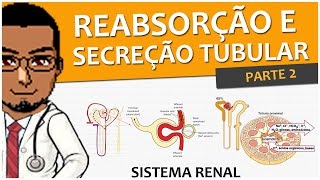 Sistema RenalUrinárioExcretor 08  Reabsorção e Secreção Tubular P2  Vídeoaula [upl. by Novyad600]