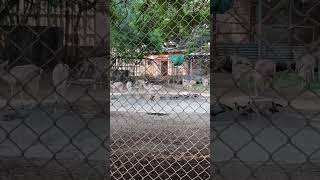 KARACHI ZOO GARDEN KARACHI SINDH PAKISTAN [upl. by Akym]