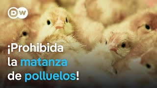 ¿Qué consecuencias tiene la prohibición de sacrificar polluelos en Alemania  DW Documental [upl. by Llerrut926]