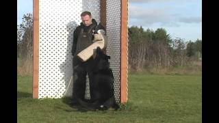 Schutzhund sport training [upl. by Hameean]