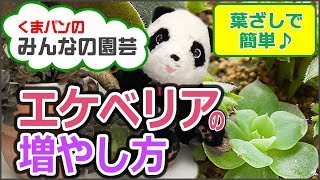 多肉植物 エケベリアの増やし方葉挿しで簡単 How to grow Echeveria【くまパン園芸】 [upl. by Halullat]