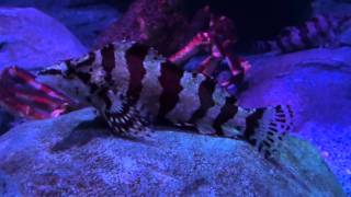 Redbarred Hawkfish Cirrhitops fasciatus  Tropical Fish [upl. by Bigler]