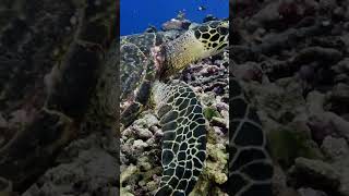 🏝️ Exploring Lakshadweep A Tropical Paradise  Travel Guide lakshadweep lakshadweepislands 🌊 [upl. by Costa]