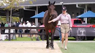 2024 Australian Easter Yearling Sale  LOT 330 FASTNET ROCK  SUPREME MIND [upl. by Armington812]