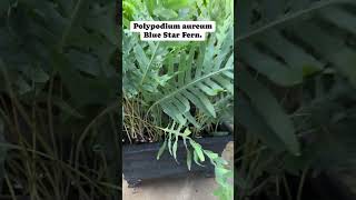 Blue Star Fern  Polypodium aureum plants gardenflowers garden fyp [upl. by Llennhoj]