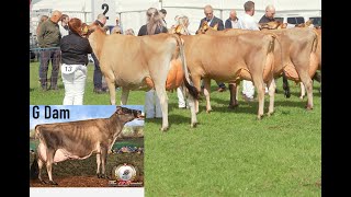 Exhibitor bred Jersey cow  Dumfries Show 2024 [upl. by Ytak]