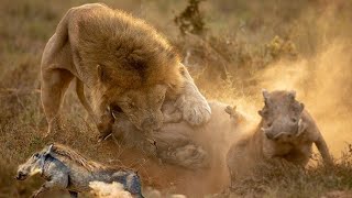 Lion pulls the Warthog out of the Burrow  The Survival for the Fittest  Hunting [upl. by Lombardo490]