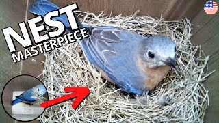 American Bluebird builds nest masterpiece [upl. by Fleisig295]