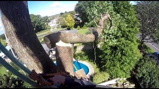 Big Old Tulip Tree Takedown Day 2  Arborist Dismantle  Rigging and Section felling [upl. by Iredale]