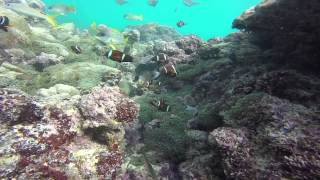 Masirah Clownfish [upl. by Attela]