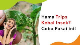 Hama Trips Kebal Abamektin Bikin Bunga Cabe Rontok Semprot Ini [upl. by Etana]