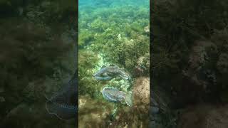 passing clouds of the male cuttlefish above a mating pair 🌊🦑✨ marine cuttlefish [upl. by Walkling605]