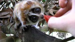 Cute baby pygmy loris eating watermelon [upl. by Fania453]