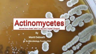 Actinomycetes [upl. by Mellette]