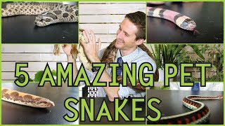 Five of the Best Pet Snakes You Could Possibly Get [upl. by Urson]