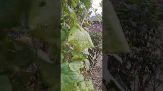 Is duniya agar khux hai to bhukh hai villagegarden homegarden vlog viral [upl. by Lloyd]