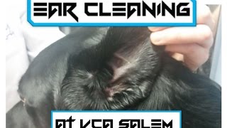 EAR CLEANING  VCA Salem [upl. by Clyde516]