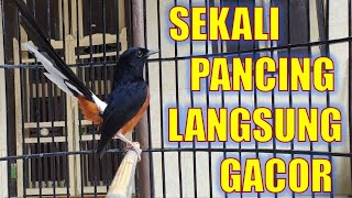 PANCINGAN MURAI BATU GACOR BONGKAR MATERI  NAIKKAN EMOSI MURAI BATU MALAS BUNYI AGAR GACOR [upl. by Hoskinson779]