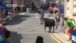 Festes Majors La Ràpita 2018 Bous al carrer [upl. by Morehouse282]