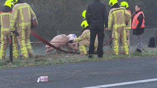 Varkens op de snelweg door gekantelde vrachtwagen  RTL NIEUWS [upl. by Christis586]