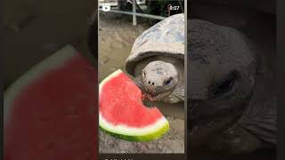 Turtle eats the watermelonKachhua kalinda khate hue Video shorts [upl. by Gipson]