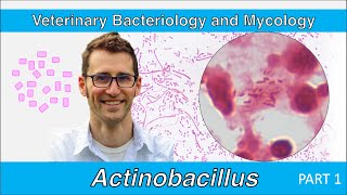 Actinobacillus Part 1  Veterinary Bacteriology and Mycology [upl. by Sweatt284]