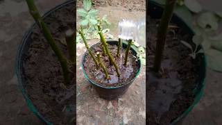 How to grow rose flower plant shorts [upl. by Photina415]