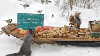 The Traveling Bird Feeder  Relax With Squirrels amp Birds  1 Hour [upl. by Orat]