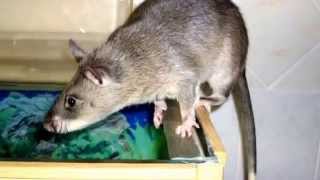 African Pouched Rats 16 Facts about Gambian Pouched Rats [upl. by Oiramaj]