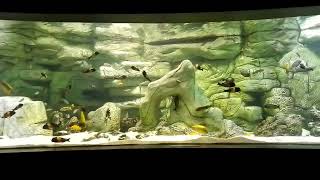 Biotop aquarium of Lake Tanganyika [upl. by Adnamar]