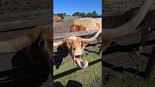 First time feeding highland cattles Very interesting lifeinaustralia highlandcattle farmfun [upl. by Casaleggio]