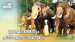 Kerala Elephant Pallatt Brahmadathan  Arunima Parthasarathy  Kerala Temple Elephants  Aanatthaara [upl. by Frodina]