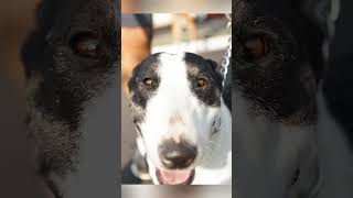 O focinho de hoje é da Irene essa linda Bull Terrier 🤩 cachorro animals [upl. by Evreh22]