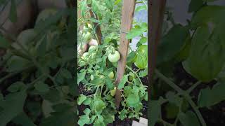 My beefsteak tomatoes 🍅 ready to harvest tomatoes beefsteak garden canadalife [upl. by Bledsoe]