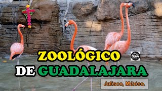 Zoológico de Guadalajara 2023  Diversión aventura y alegría garantizada [upl. by Eelyk]