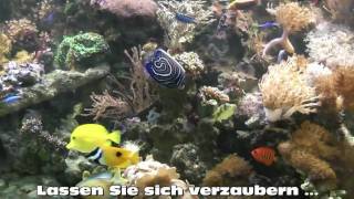 Fressnapf Aachen mit großer Aquaristikabteilung [upl. by Elvira]