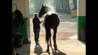 The Fastest Trotter in History  Sebastian K [upl. by Lednyc]