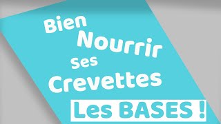 Comment nourrir ses crevettes en aquarium [upl. by Rogers]