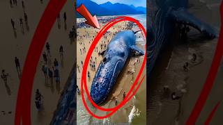 Blue whale 👿 dangerous 👿 sea ⛵viralvideo fypwildlife trending animalshortvideo [upl. by Lucina]