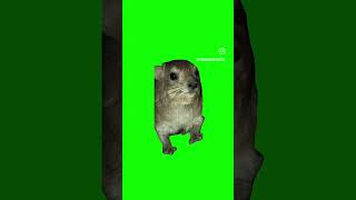 Hyrax green screen AWAWA 23 [upl. by Donnamarie]